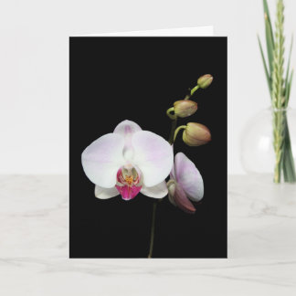 "Phalaenopsis" Card