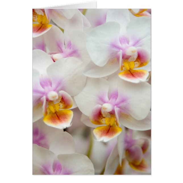 Phalaenopsis Orchid (Front)