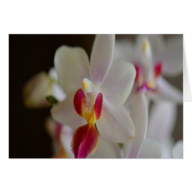 Phalaenopsis Orchid (Front Horizontal)
