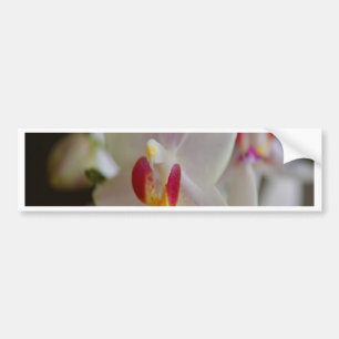 Phalaenopsis Orchid Bumper Sticker