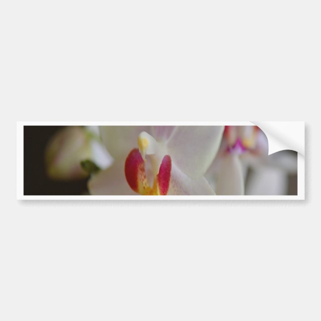 Phalaenopsis Orchid Bumper Sticker (Front)