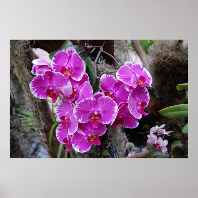 Phalaenopsis Orchid in Natural Habitat Poster (Front)