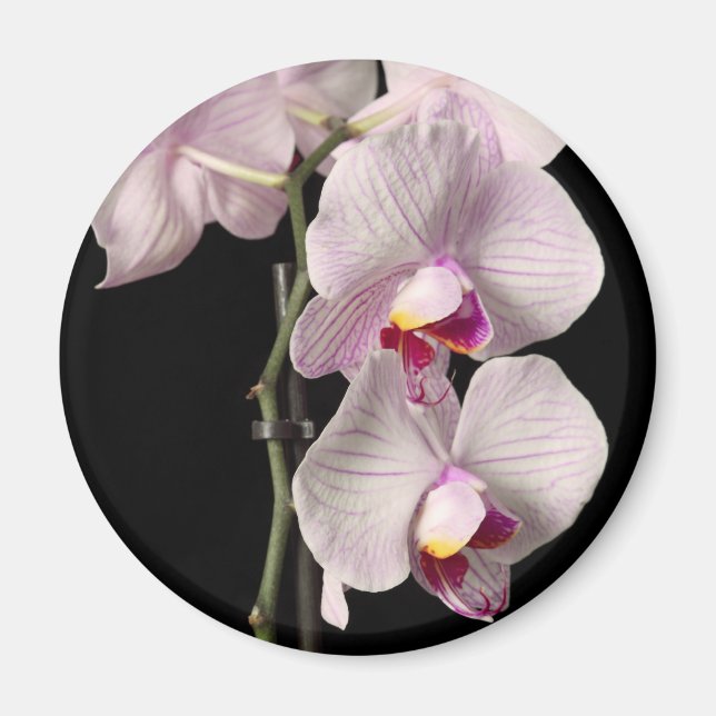 Phalaenopsis orchid magnet (Front)