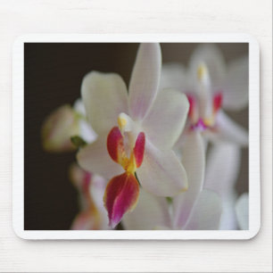 Phalaenopsis Orchid Mouse Pad
