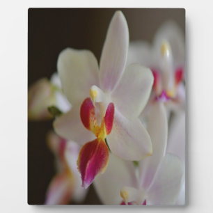 Phalaenopsis Orchid Plaque