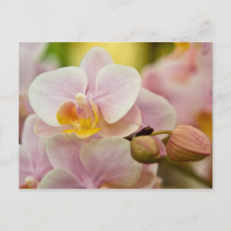 Phalaenopsis Orchid Postcard