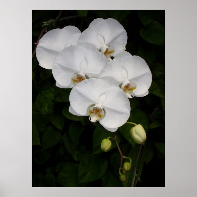 Phalaenopsis Orchid Poster (Front)