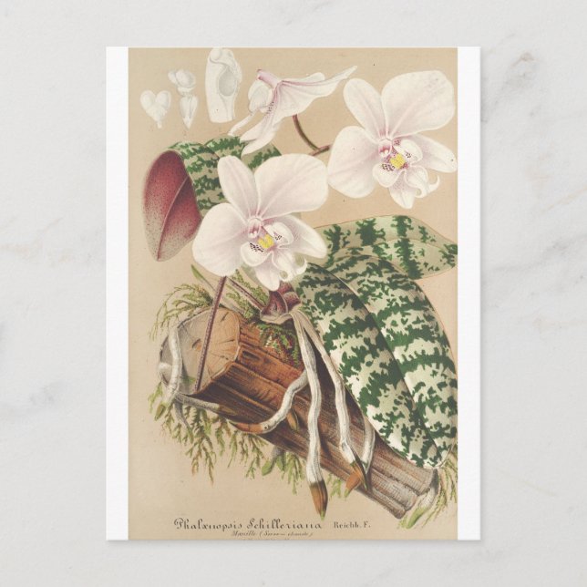 Phalaenopsis Schilleriana, Charles Antoine Lemaire Postcard (Front)