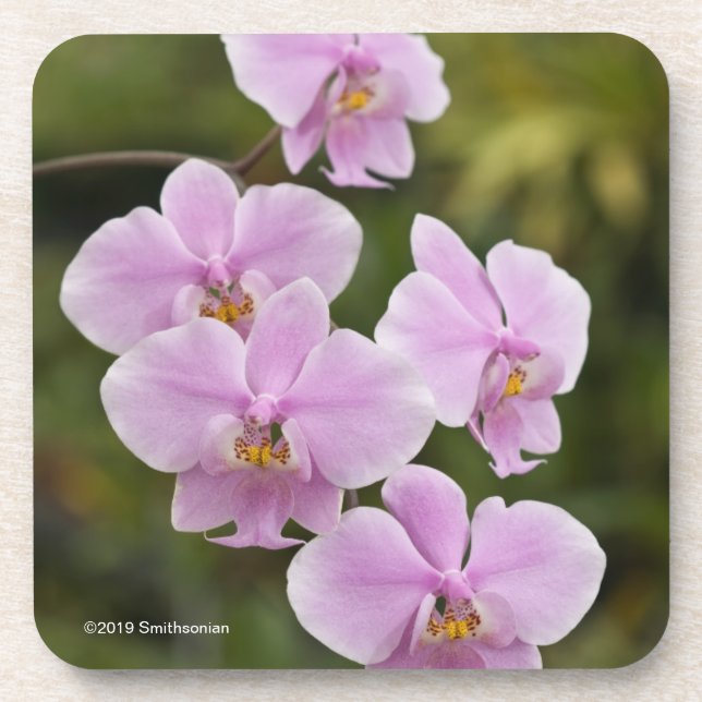 Phalaenopsis Schilleriana Coaster (Front)