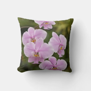 Phalaenopsis Schilleriana Cushion