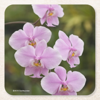 Phalaenopsis Schilleriana Square Paper Coaster