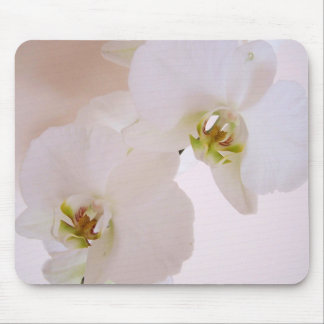 Phalaenopsis White Wild Orchid flowers in bloom Mouse Pad