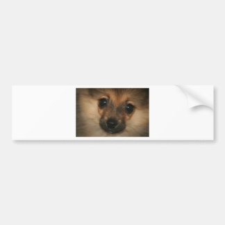 Phantom Dog Bumper Sticker