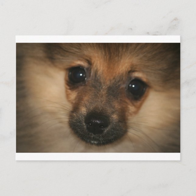 Phantom Dog Postcard (Front)