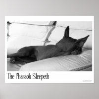 Pharaoh Hound | The Pharoah Sleepeth