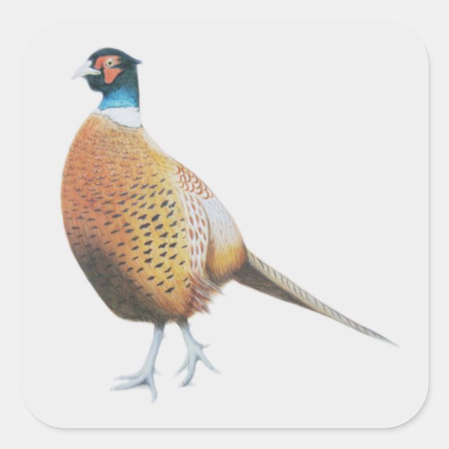 Pheasant 2012 square sticker (Front)