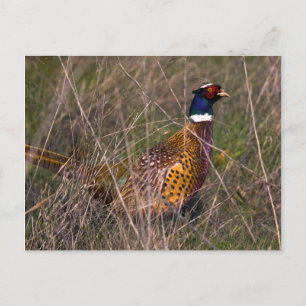 Pheasant 407 postcard