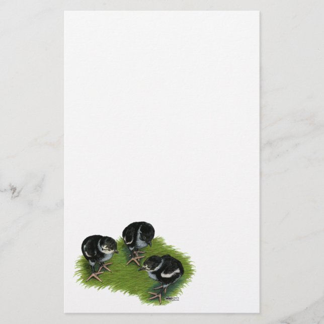 Pheasant Black Chicks (Front)