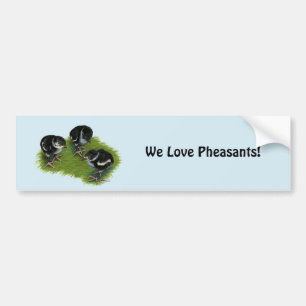 Pheasant Black Chicks Bumper Sticker