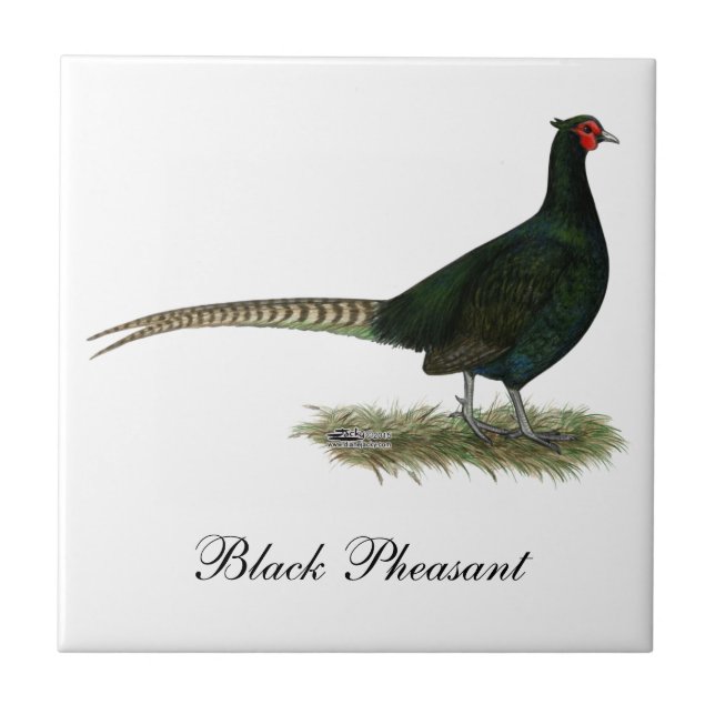 Pheasant Black Rooster Ceramic Tile (Front)