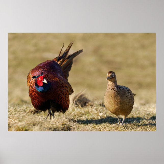 Pheasant Courtship Poster (Front)
