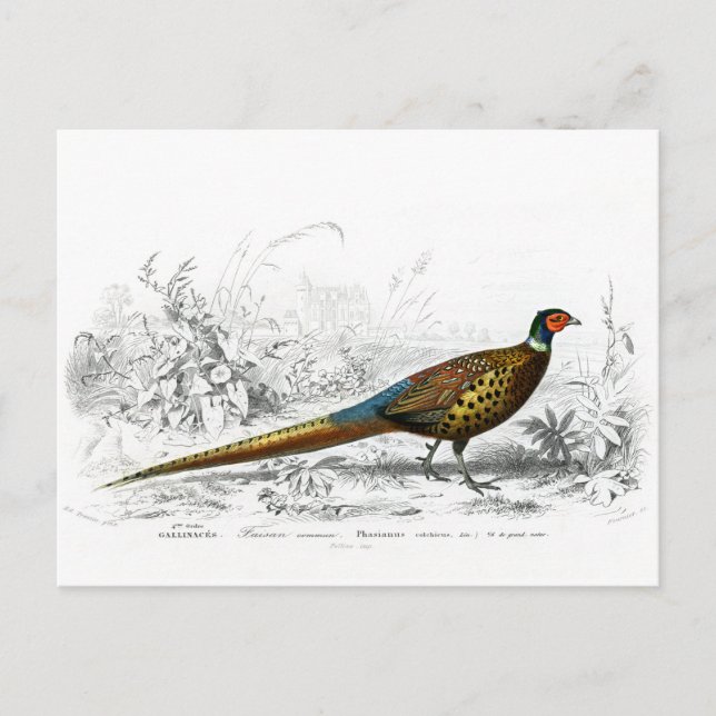 Pheasant for Christmas - Ring Necked Pheasant -  Holiday Postcard (Front)