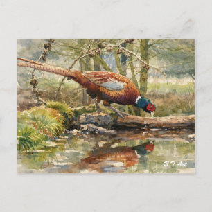 Pheasant holiday postcard