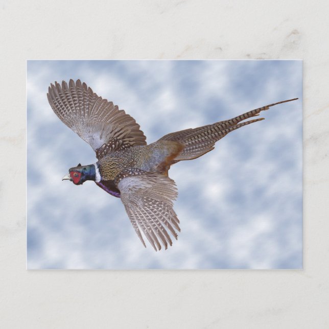 Pheasant In Flight Postcard (Front)