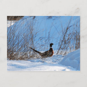 pheasant in the evening postcard