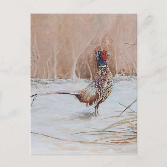 Pheasant in the snow postcard (Front)