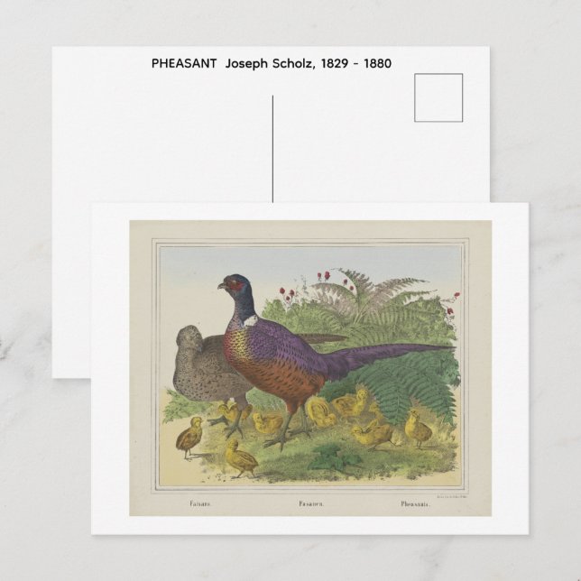 PHEASANT  Joseph Scholz, 1829 - 1880   Postcard (Front/Back)