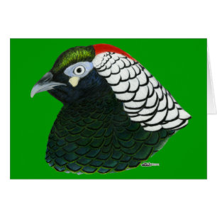Pheasant: Lady Amherst Rooster