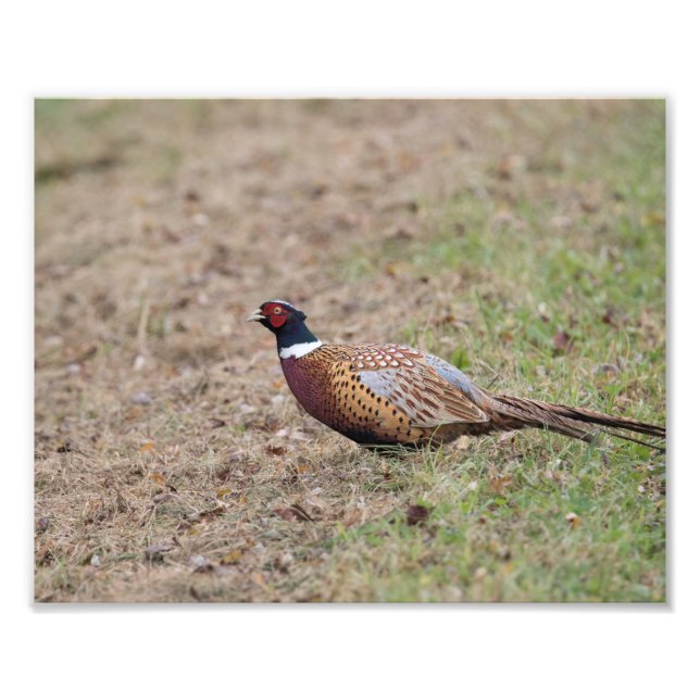 Pheasant Photo Print (Front)