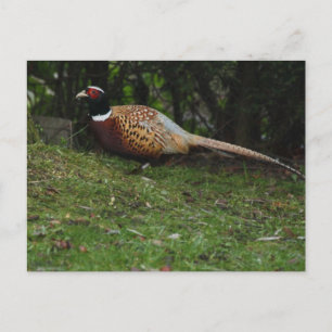 Pheasant Post Card
