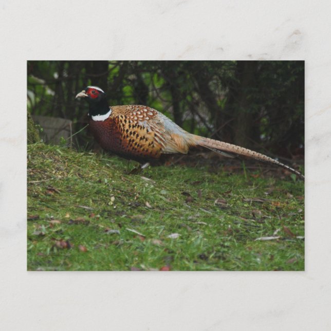 Pheasant Post Card (Front)