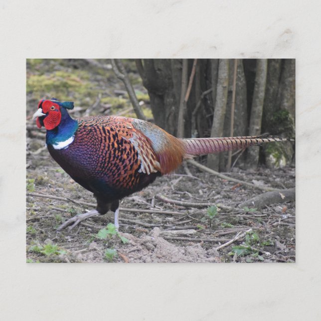Pheasant  postcard (Front)
