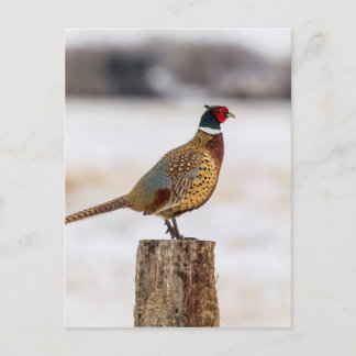 Pheasant Postcard