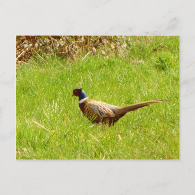 Pheasant Postcard (Front)