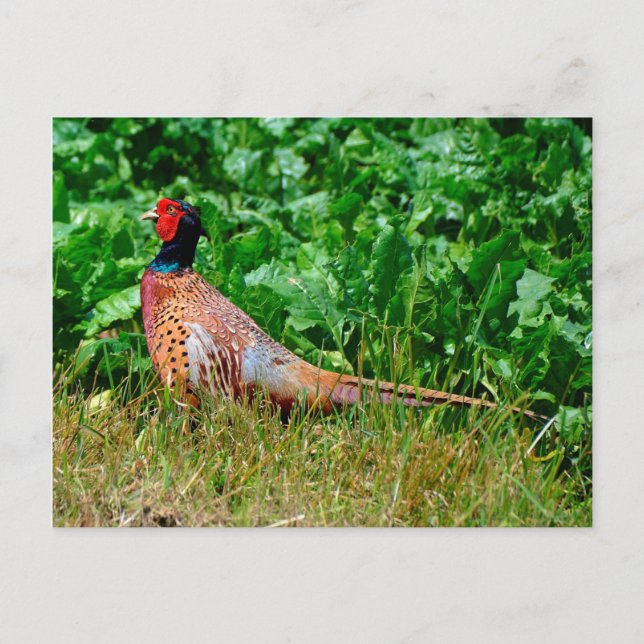 Pheasant postcard (Front)