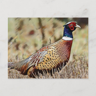 Pheasant Postcard