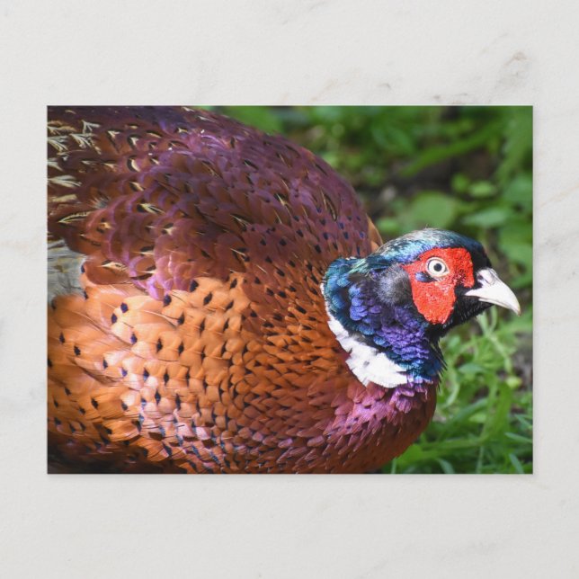 Pheasant  postcard (Front)