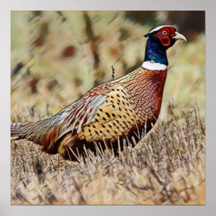 Pheasant Poster