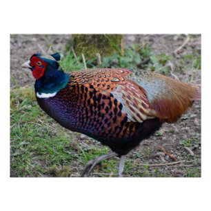 Pheasant poster