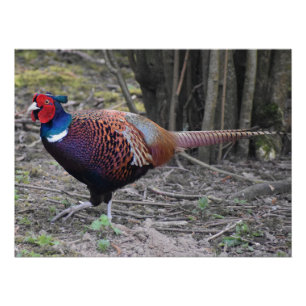 Pheasant  poster