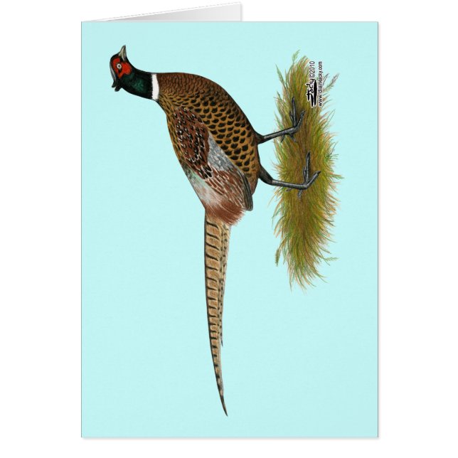 Pheasant Rooster (Front)