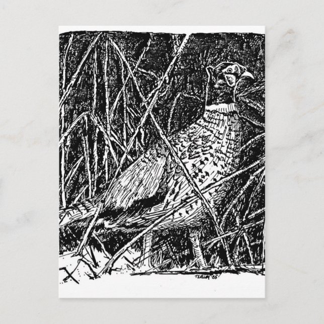 Pheasant (Rooster) Postcard (Front)