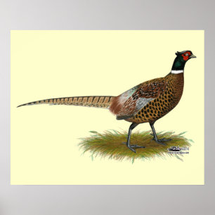 Pheasant Rooster Poster