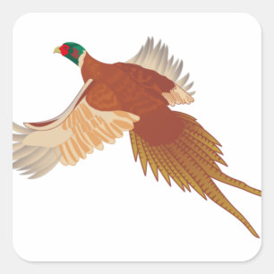 Pheasant Square Sticker