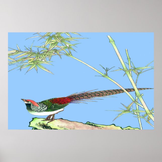 Pheasant Standing  poster Drawing 7 (Front)