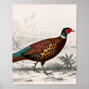 Pheasant vintage illustrated poster